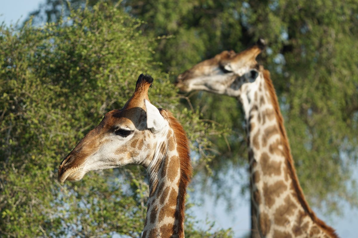 Kruger area giraffes