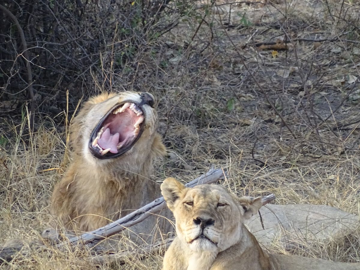 Savuti lion