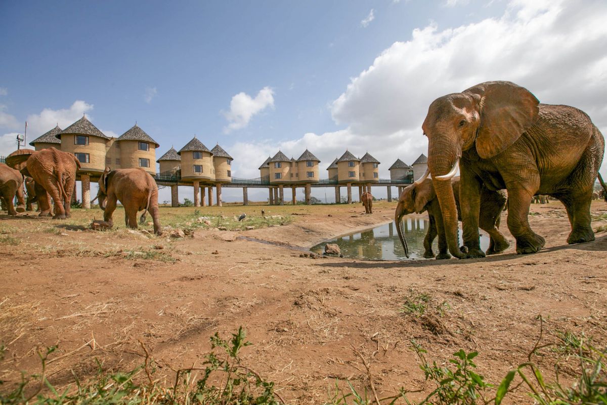 Taita Hills elephants