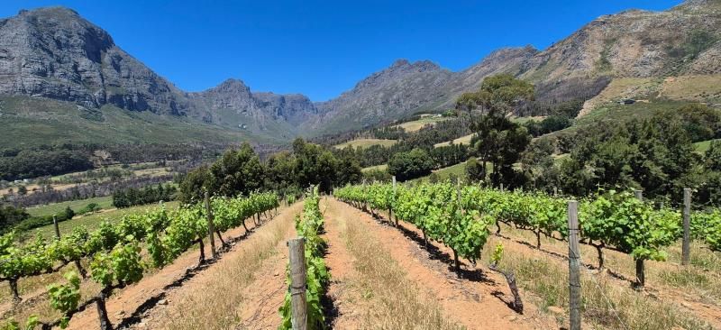 Weinberg in den Cape Winelands mit Blick auf die Berge
