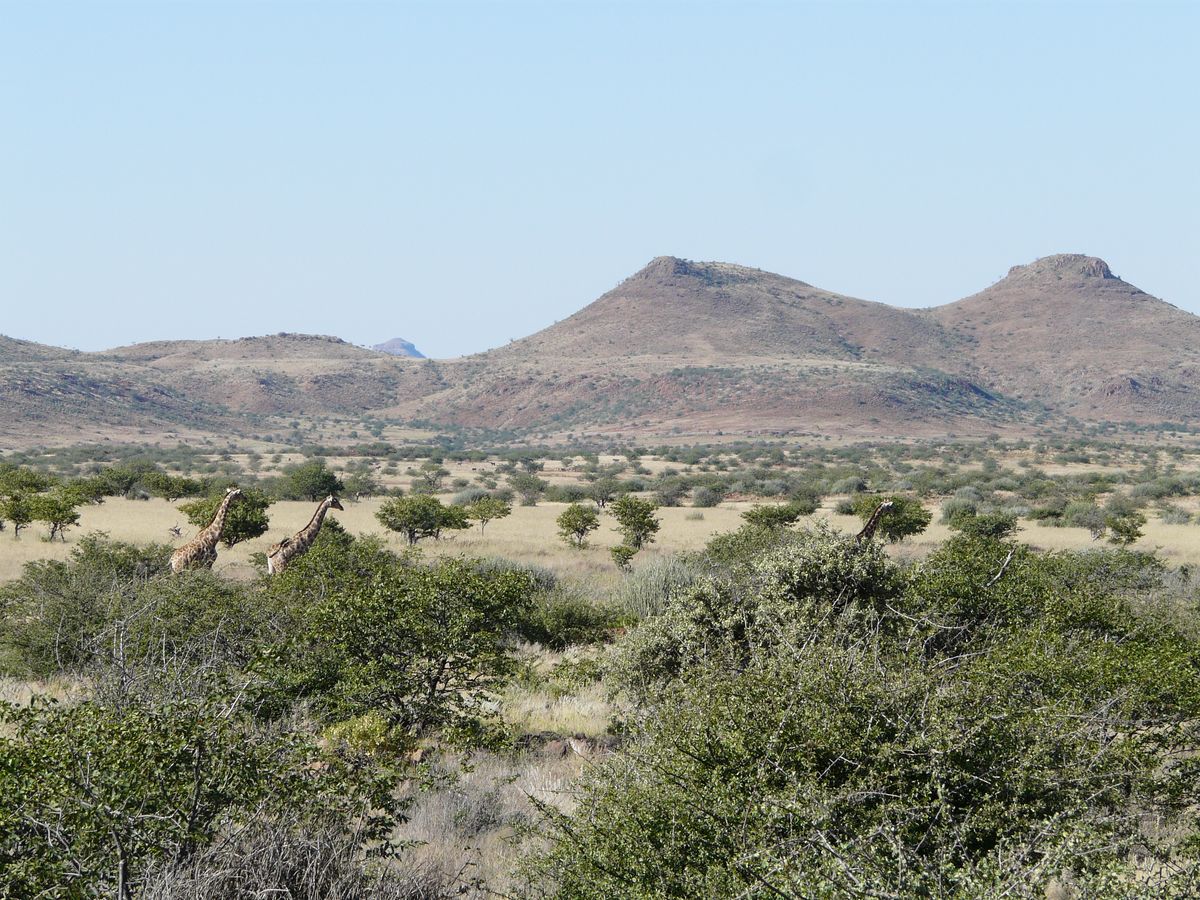 Damaraland giraffe landscape