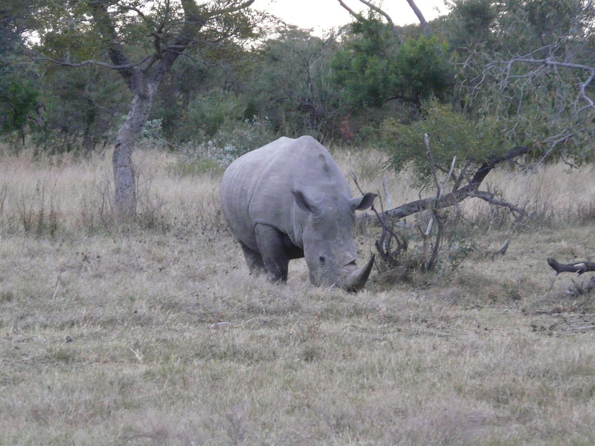 Südafrika Waterberg rhino