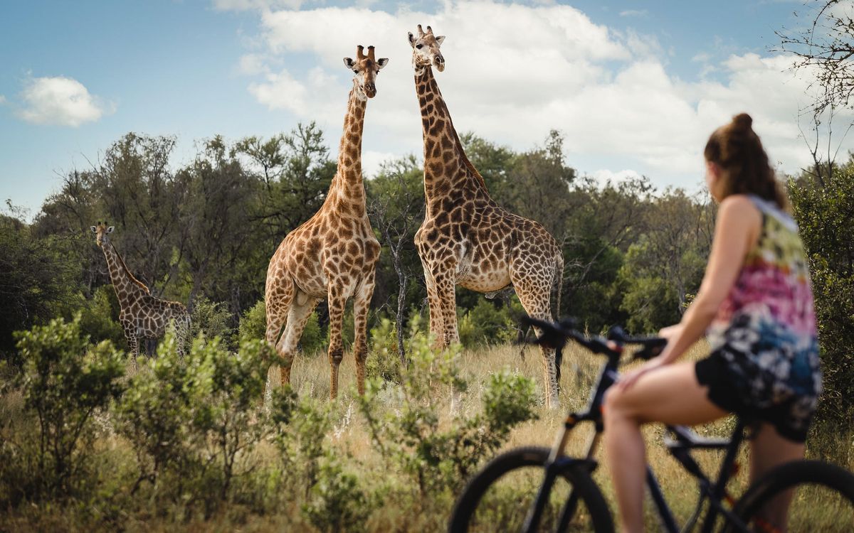 Zebras Crossing mountainbiking