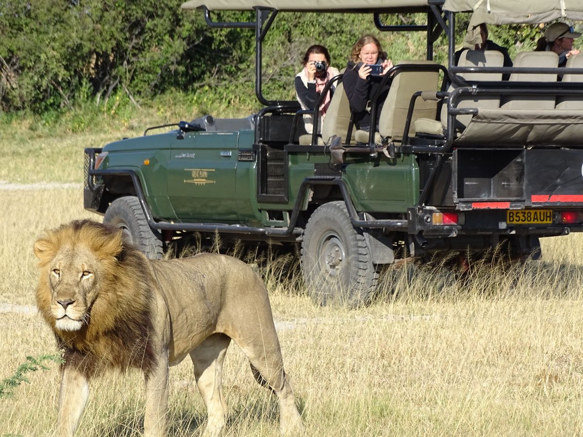 Löwe vom Safarifahrzeug aus beobachtet