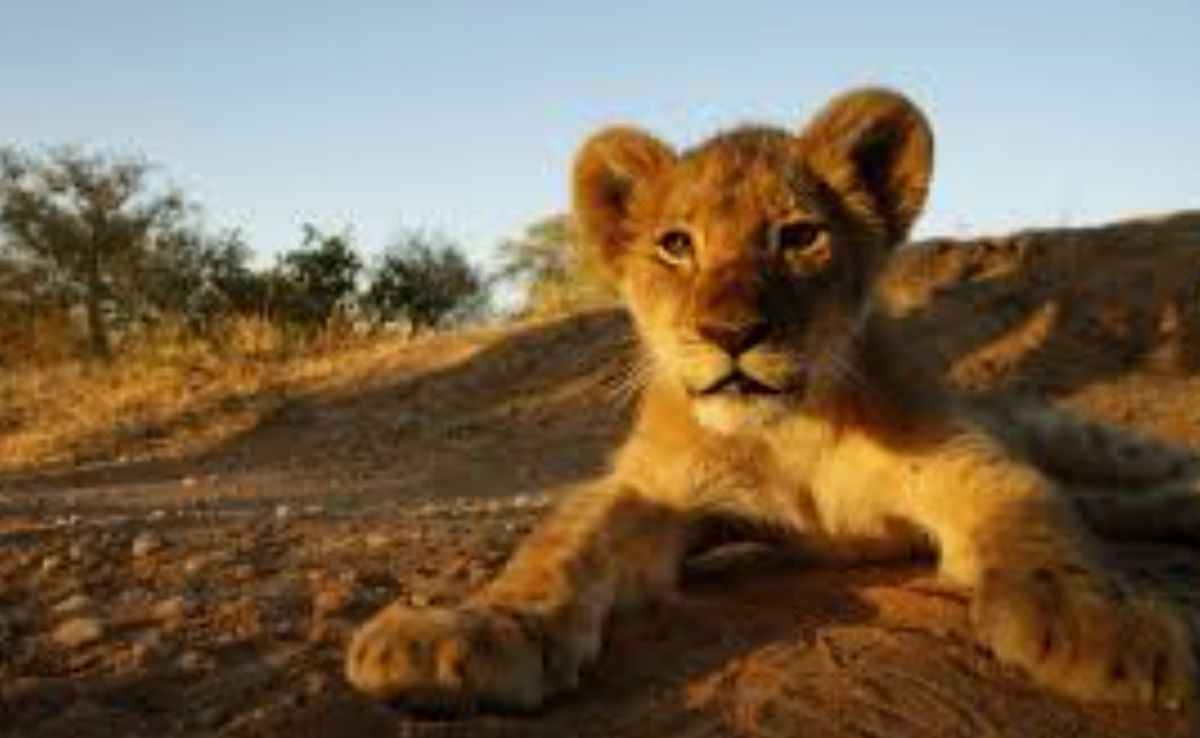 Löwenbaby im Krüger Nationalpark in Südafrika