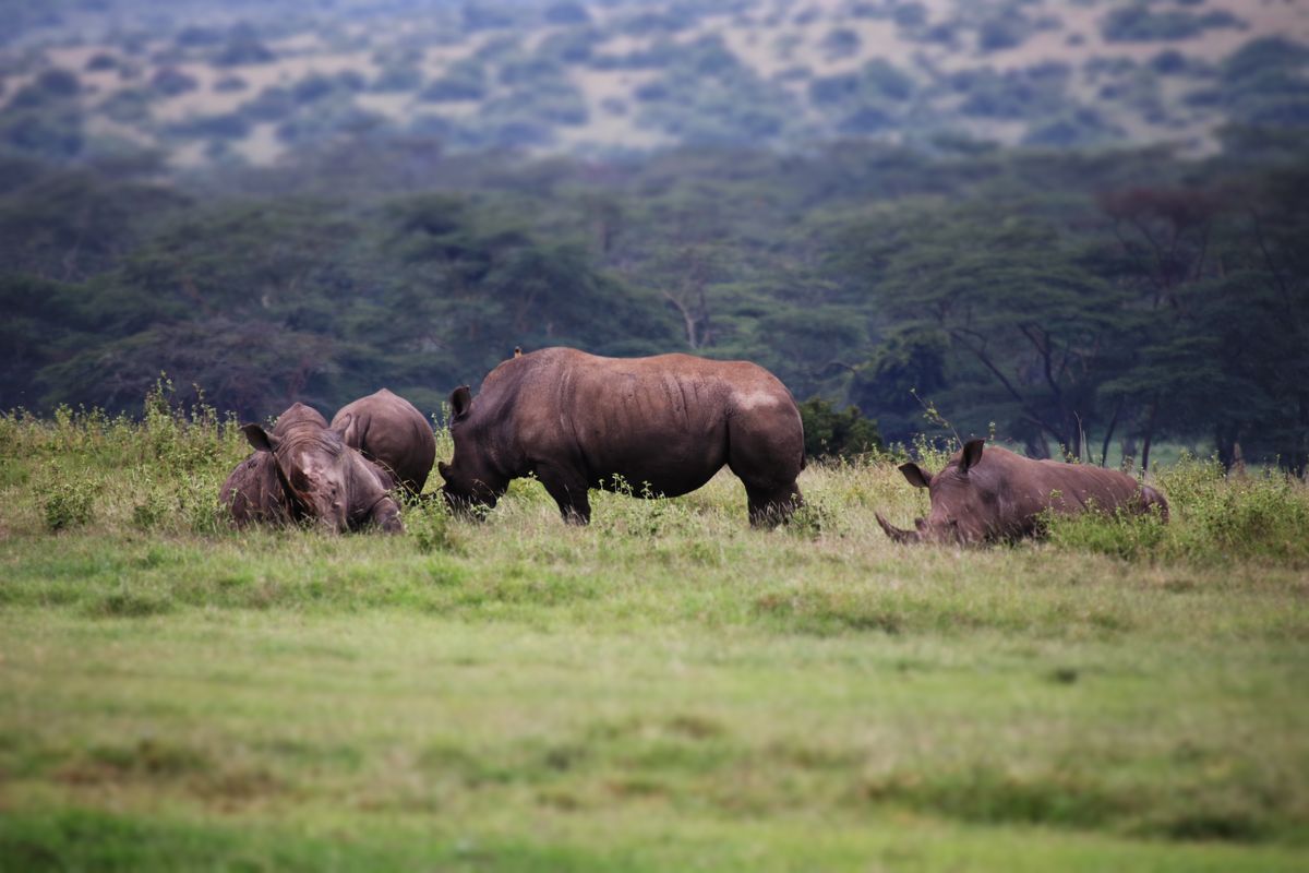 Laikipia white rhinos