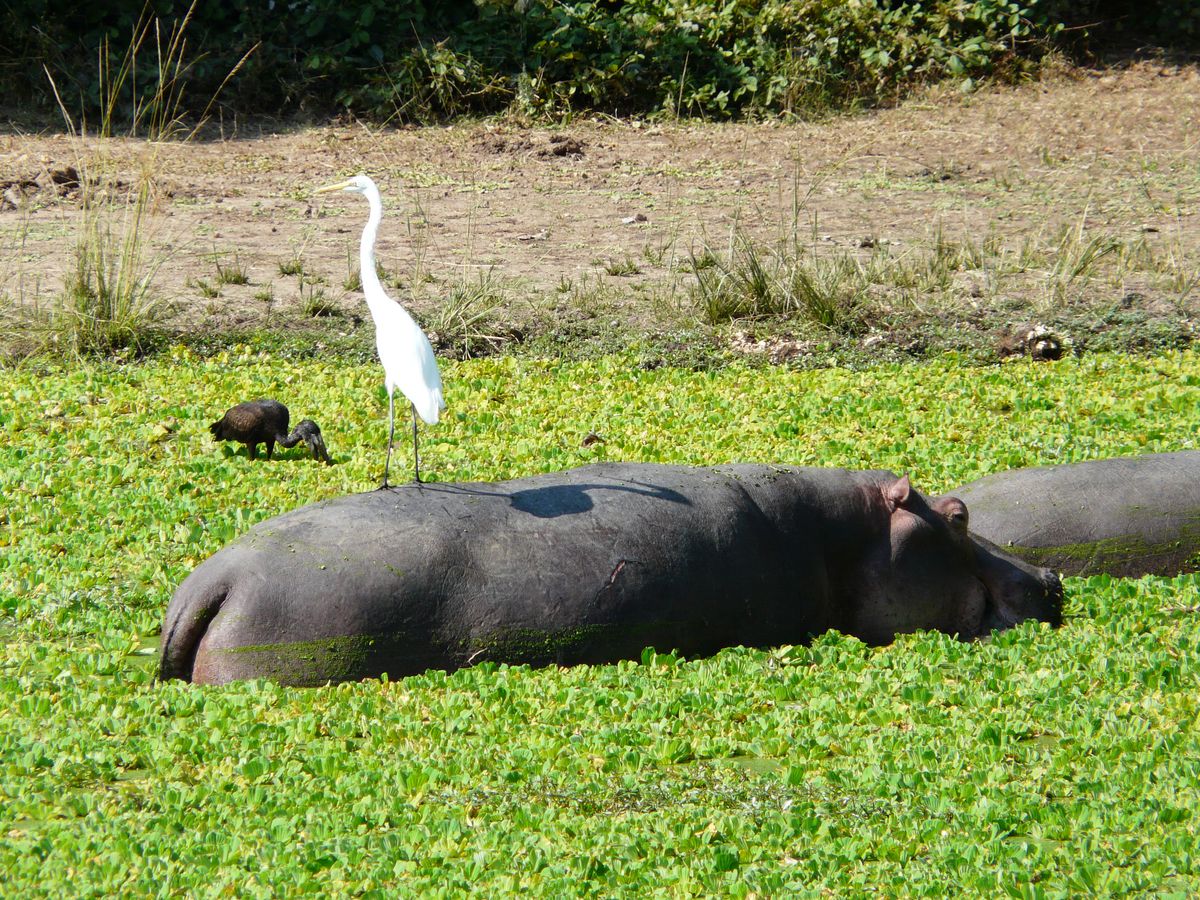 Luangwa hippo taxi