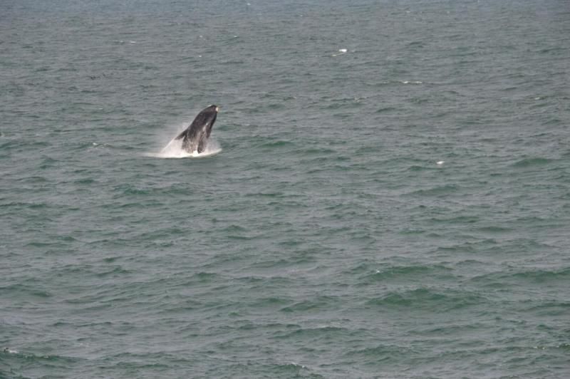 Buckelwal springt vor Hermanus