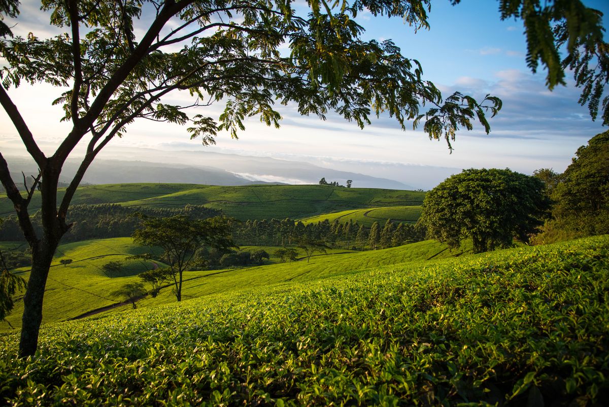 Satemwa Tea Estate
