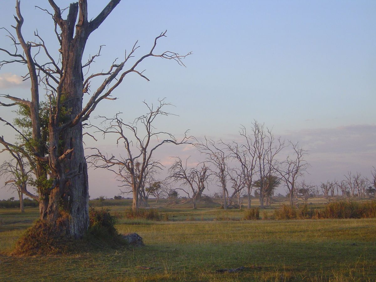 Moremi dead tree