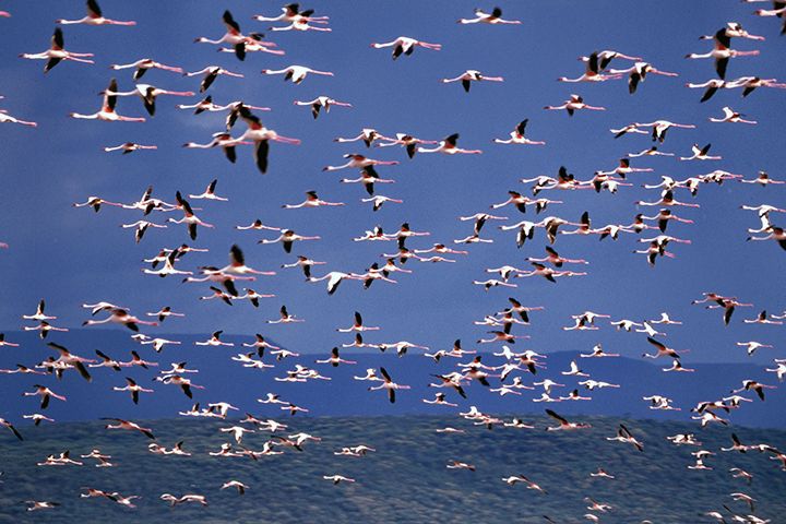 Tansania flamingos
