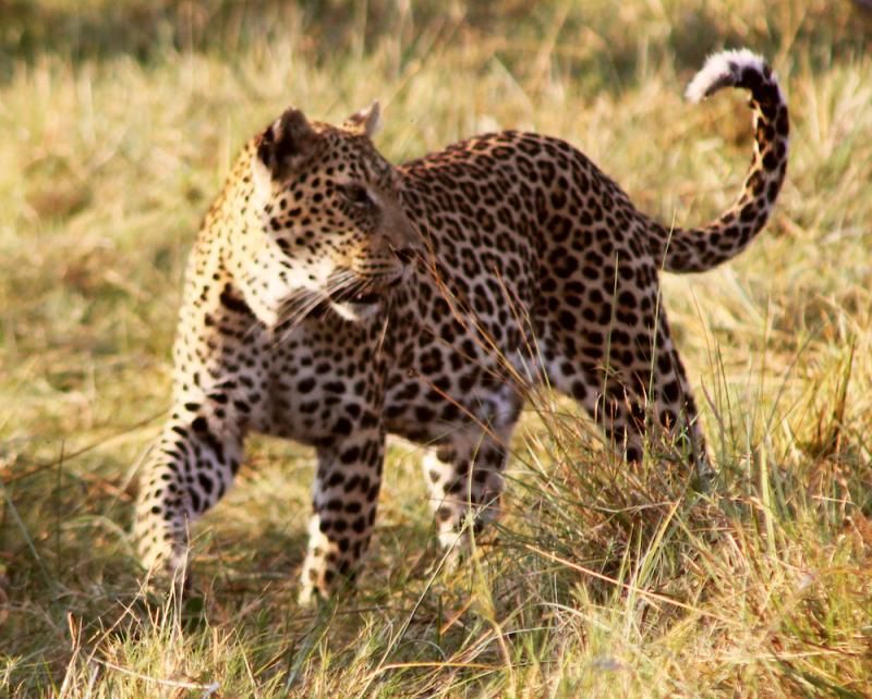 Leopard auf der Pirsch durchs hohe Gras