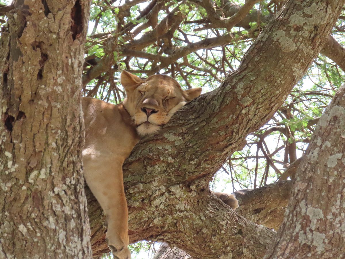 Lake Manyara sleepy lion