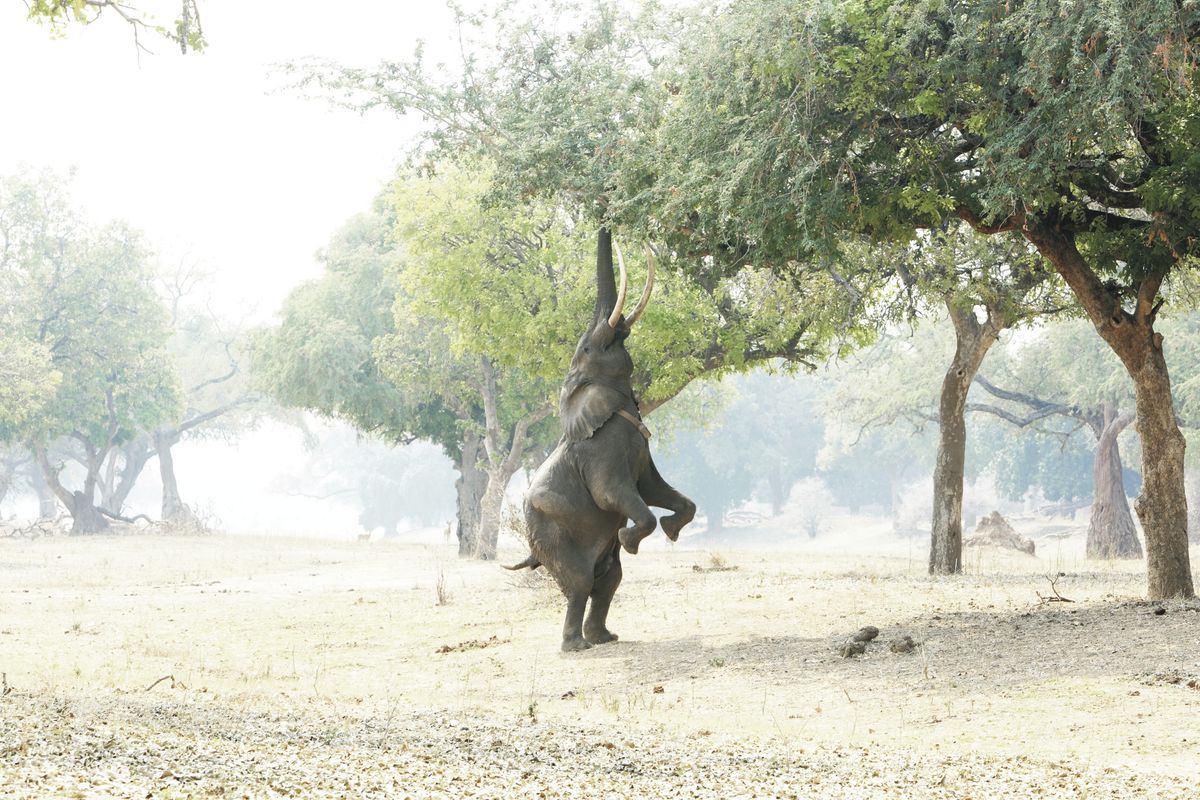 Mana Pools standing eli
