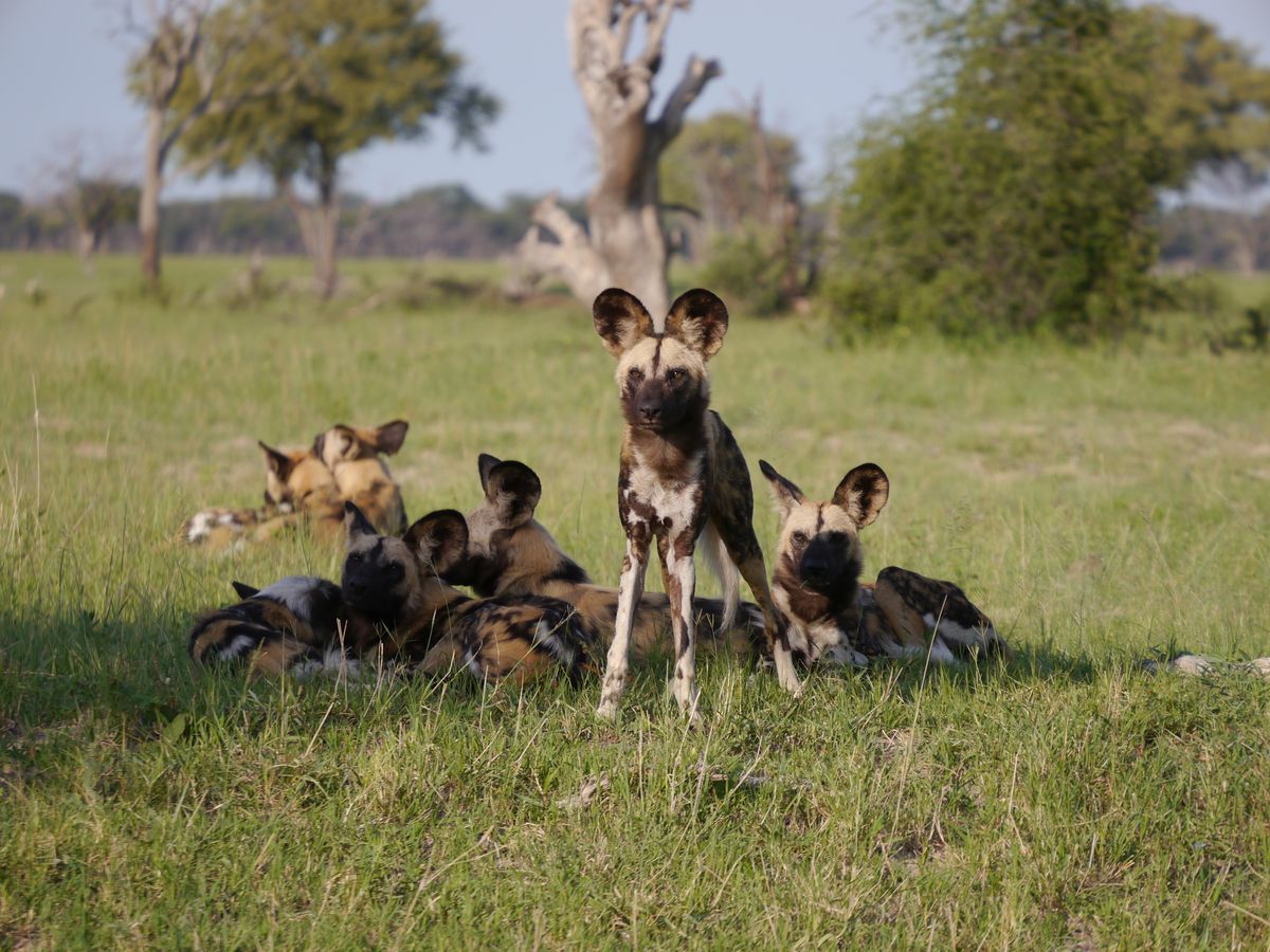 Hwange wilddogs
