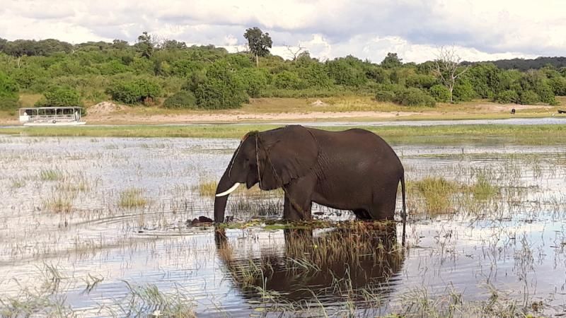 Elefant beim Baden im Chobe-Fluss
