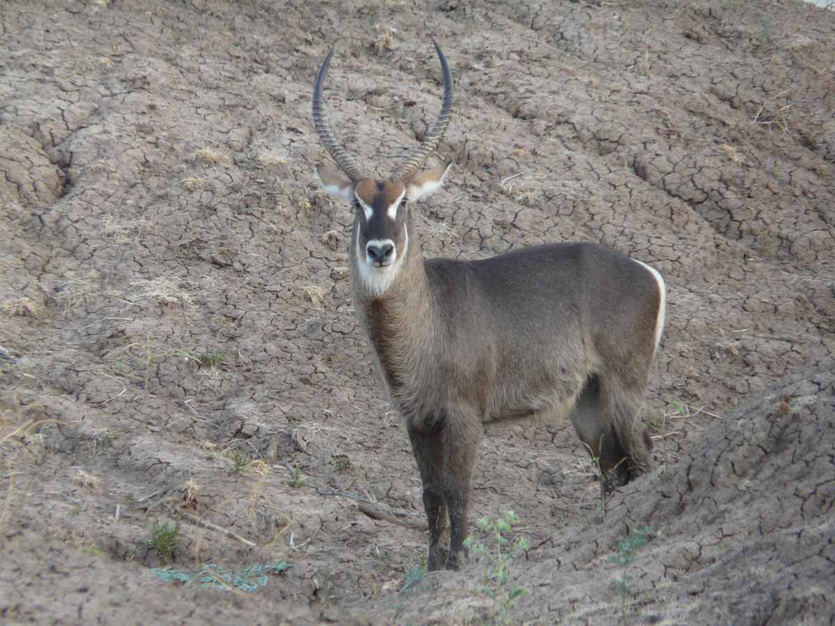 Luangwa waterbuck