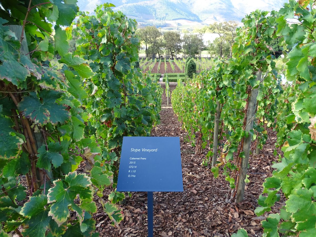 Weinregion wineyard