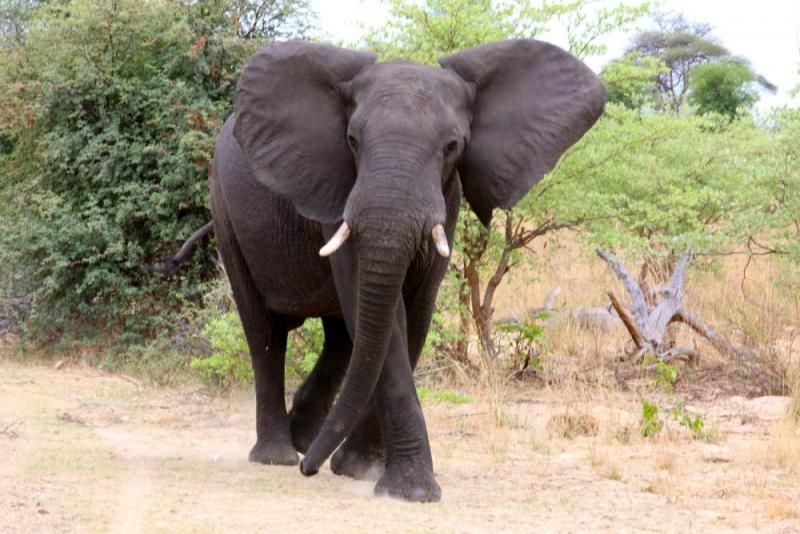Elefant mit ausgestellten Ohren