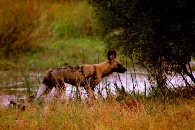 Wildhund am Ufer im Abendlicht
