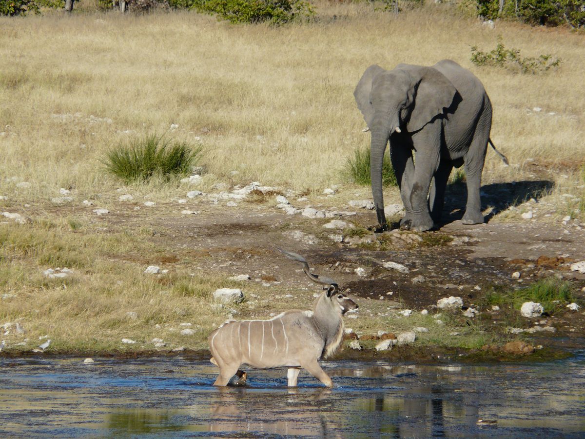 Etosha kudu eli