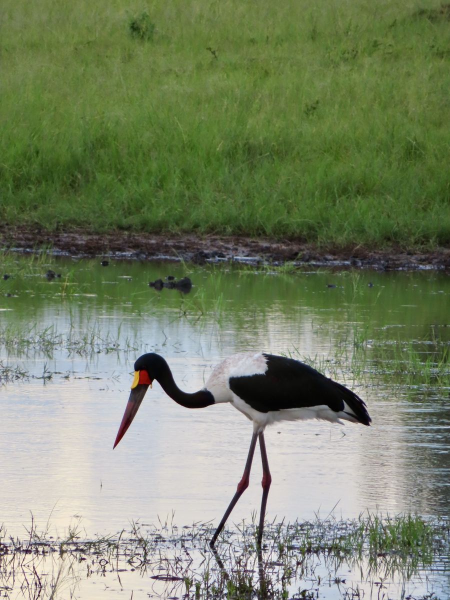 Mudumu sattelstorch
