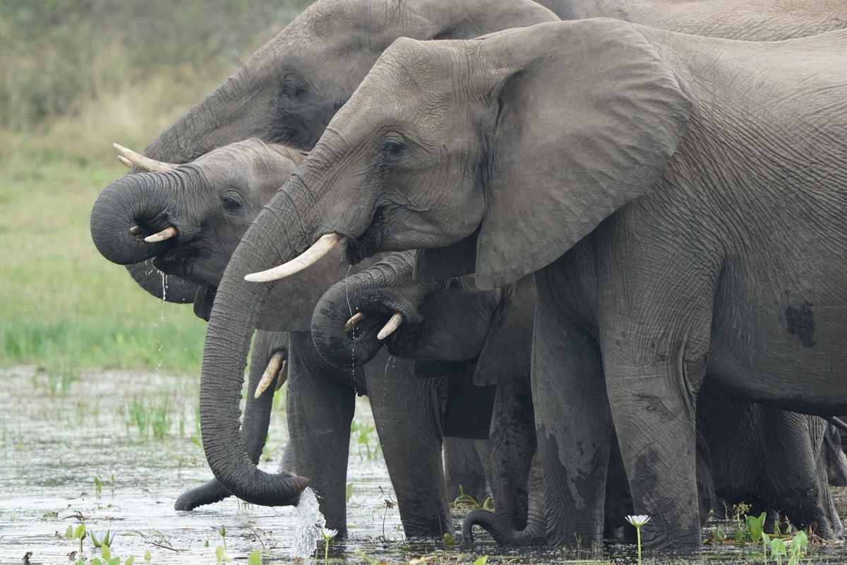 Kruger area elephants drinking