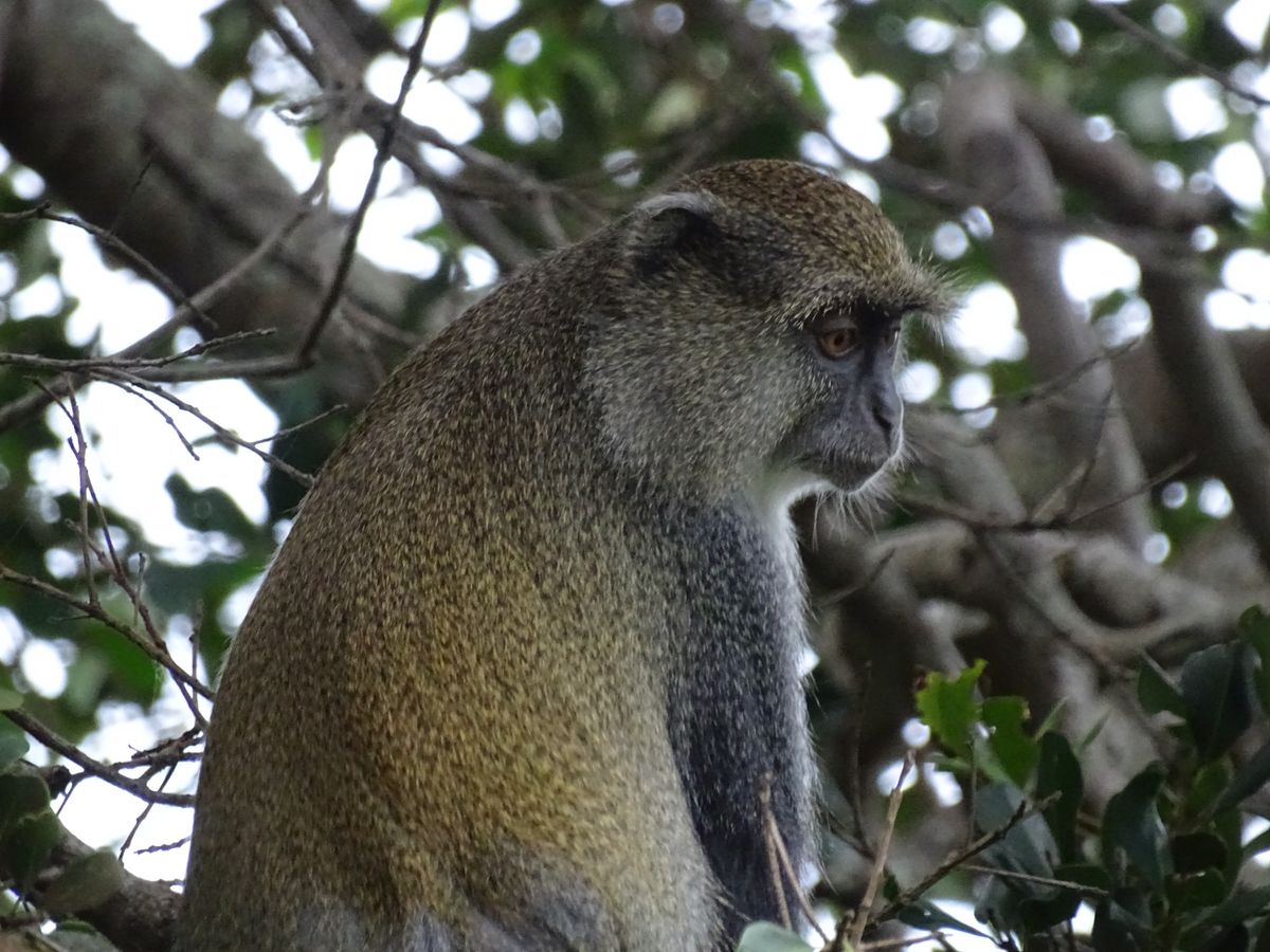 Isimangaliso samango monkey