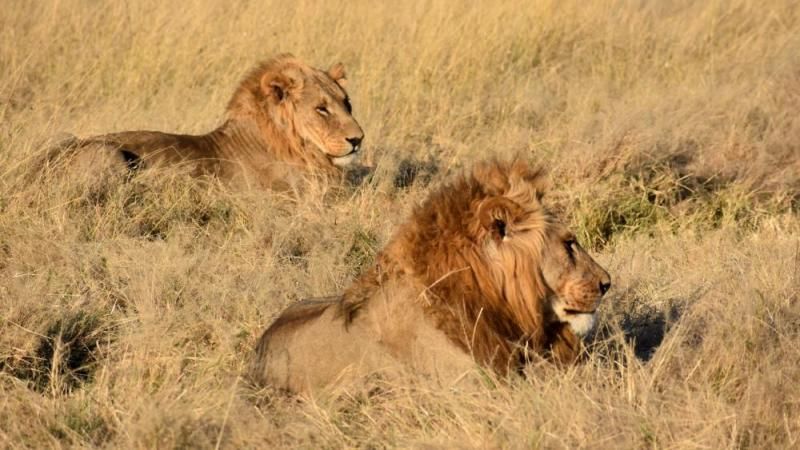Löwen in Botswana