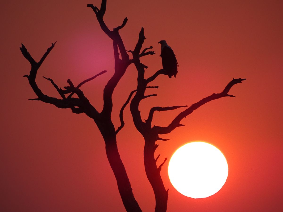 Chobe sunset eagle