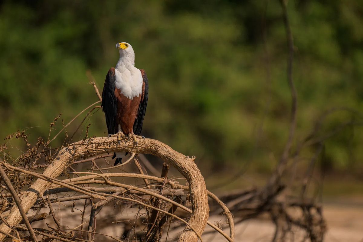 Nyerere fish eagle