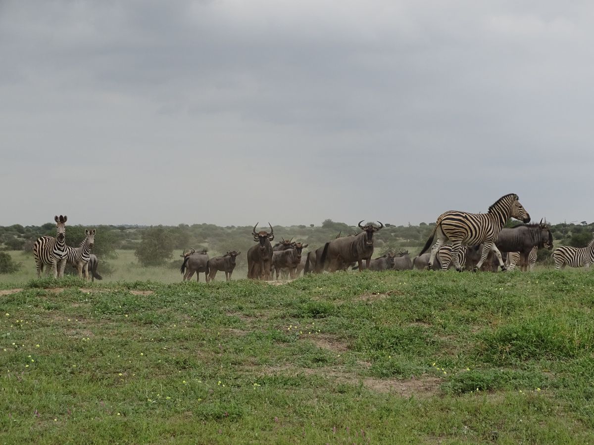 Welgevonden zebras & gnus