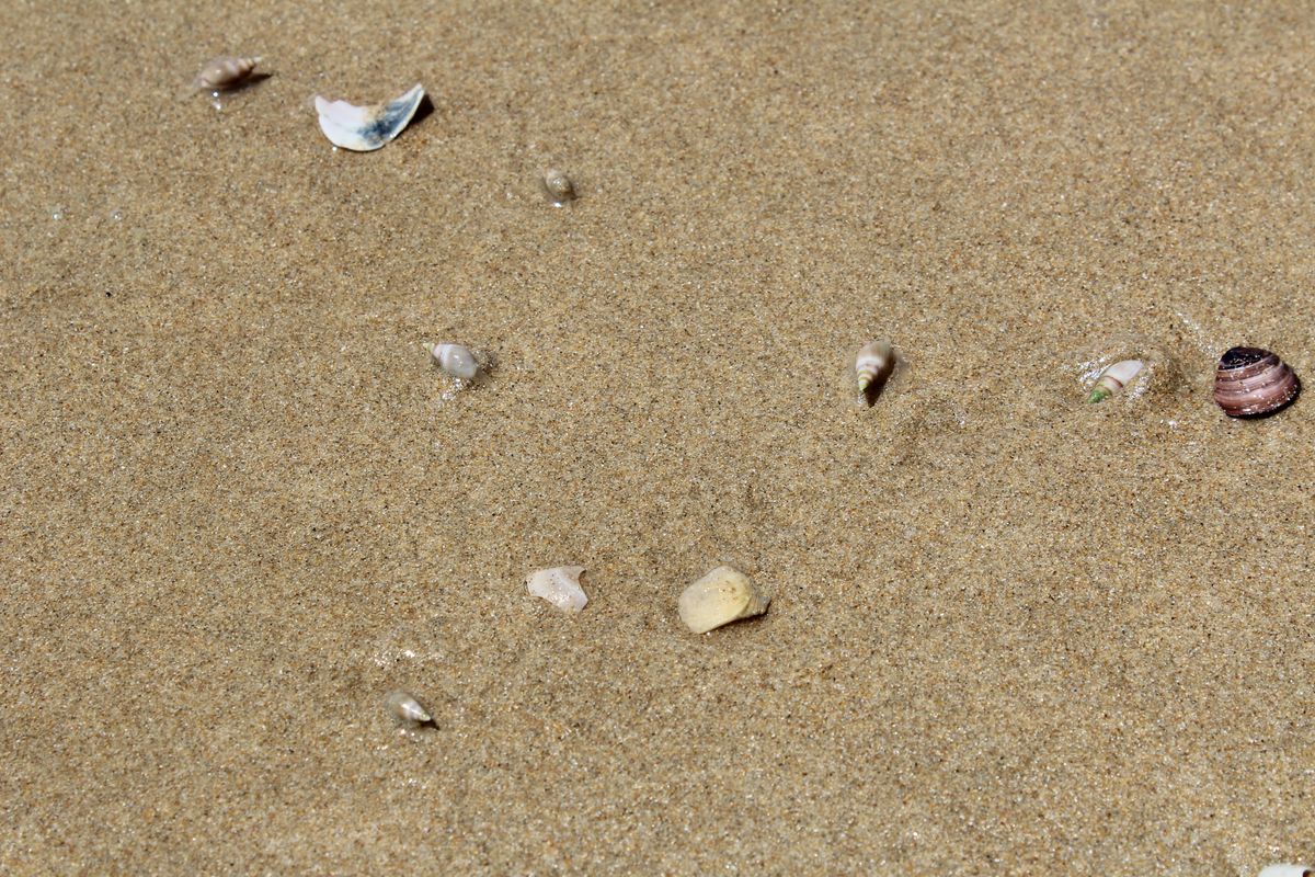 Plettenberg Bay Muscheln
