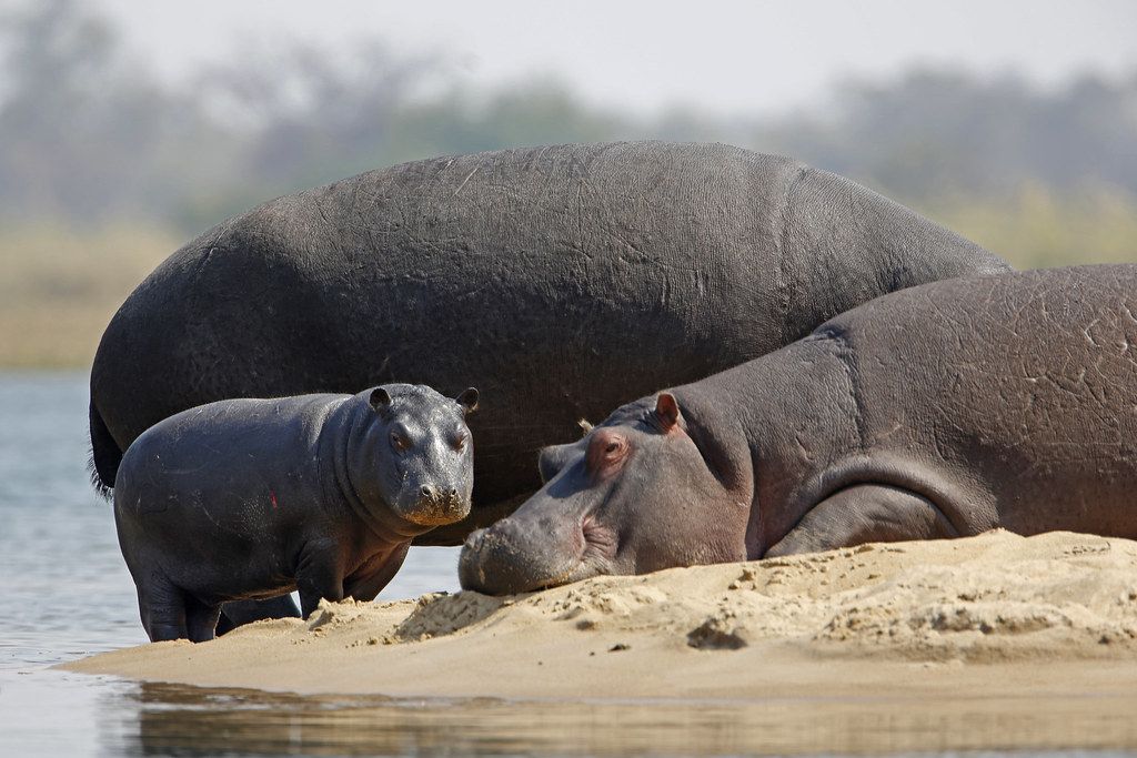 Kavango Hippos