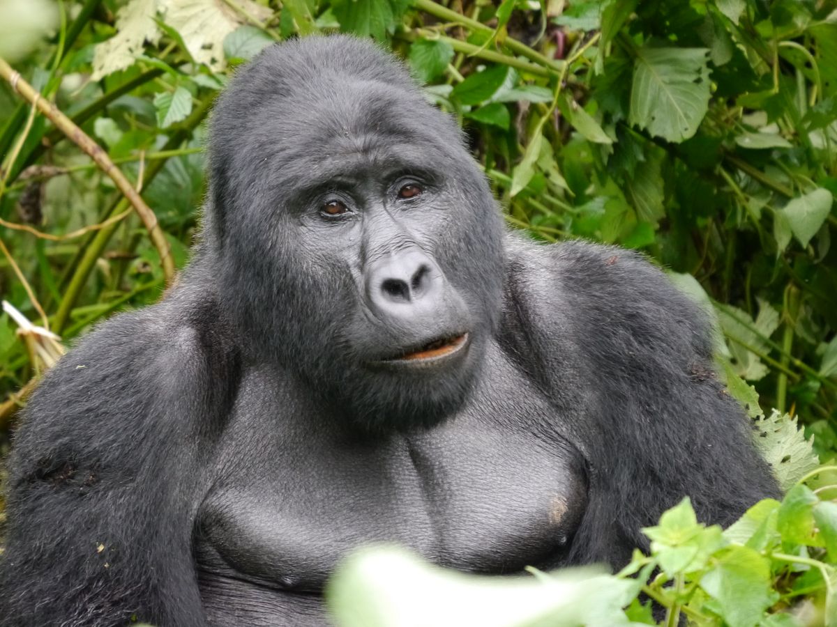 Gorilla-Familie im Bwindi Impenetrable Nationalpark