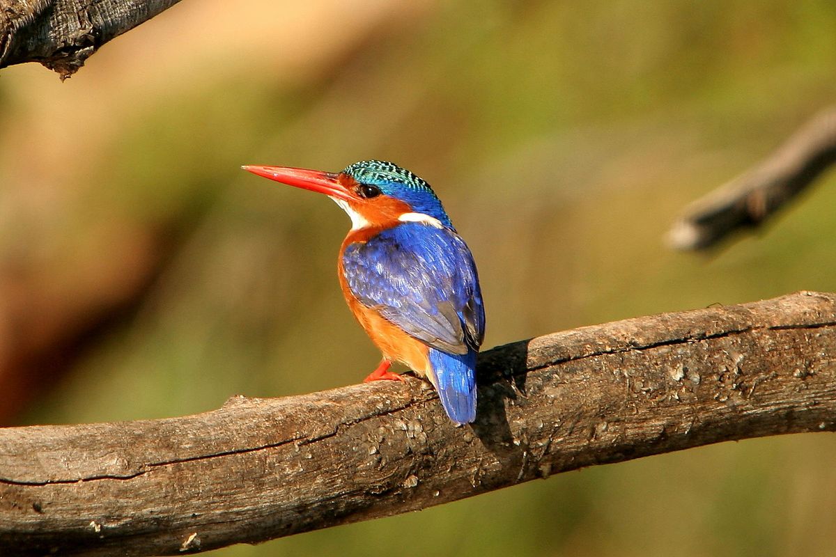 Lake Malawi Malachite Kingfisher