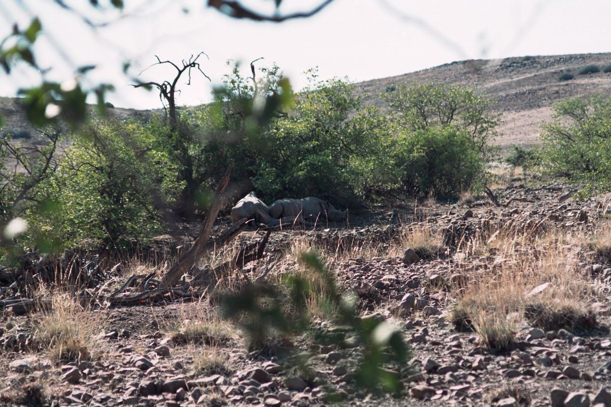 Damaraland black rhinos