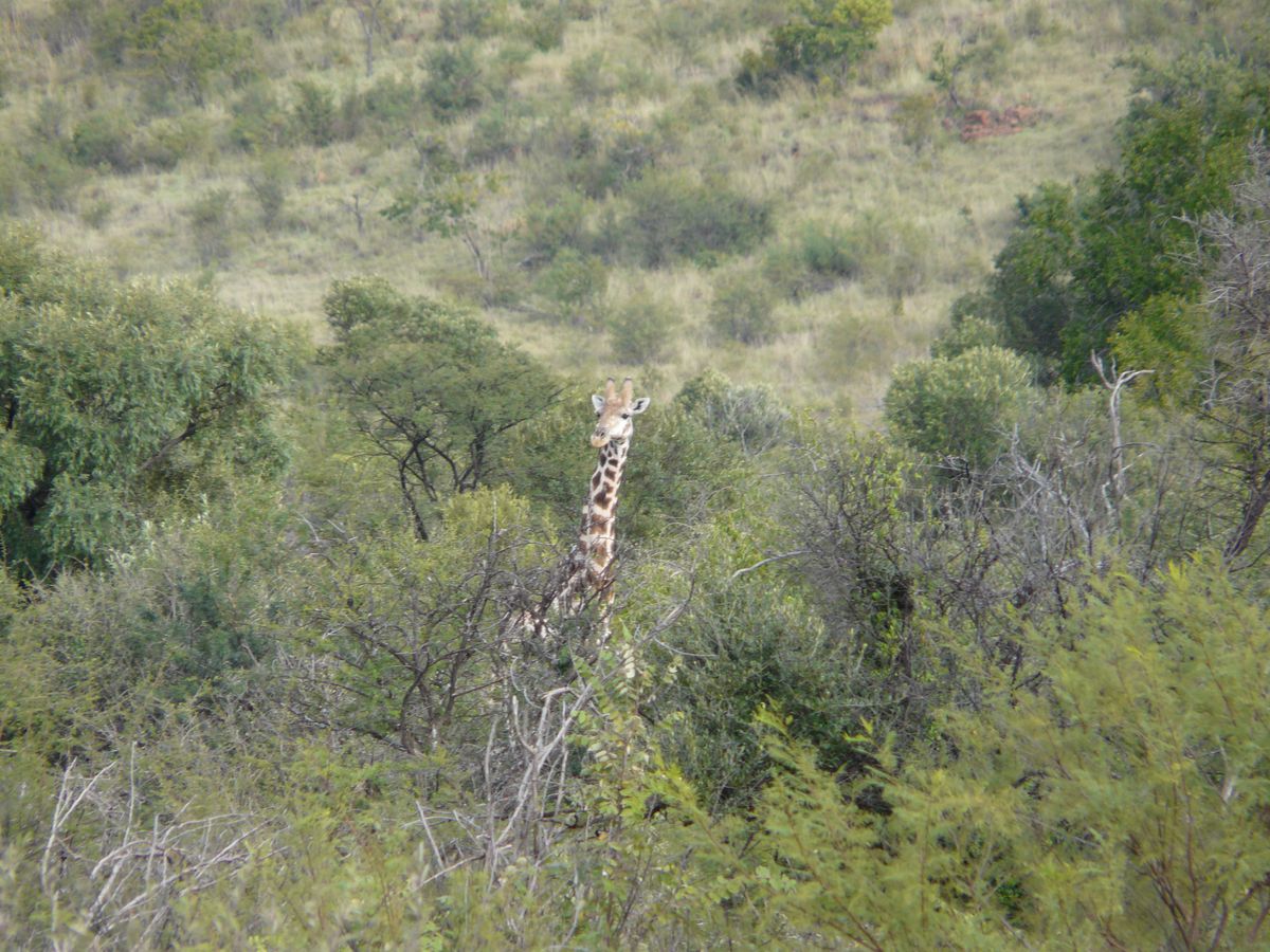 Pilanesberg giraffe
