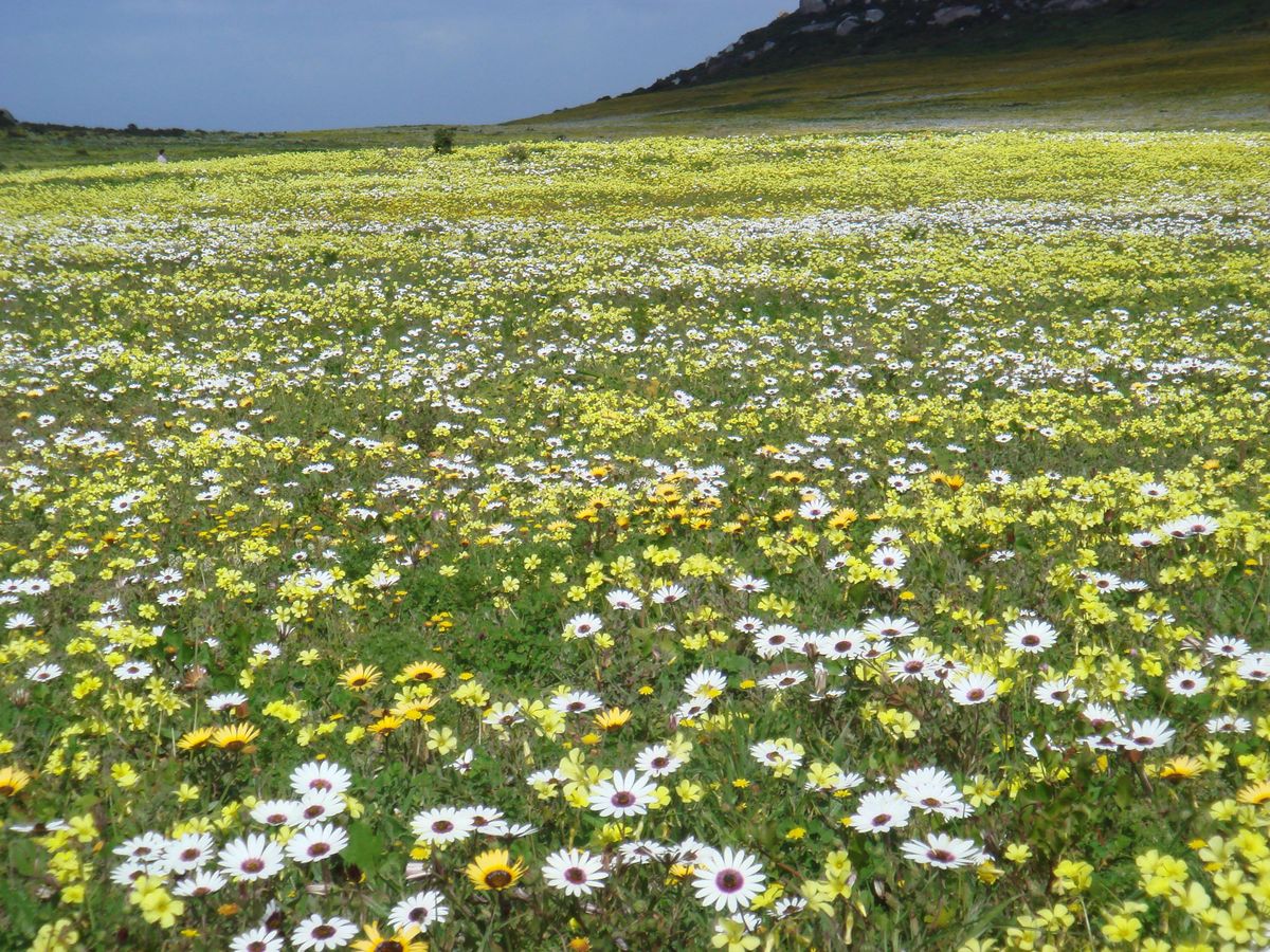 Cederberg flower field