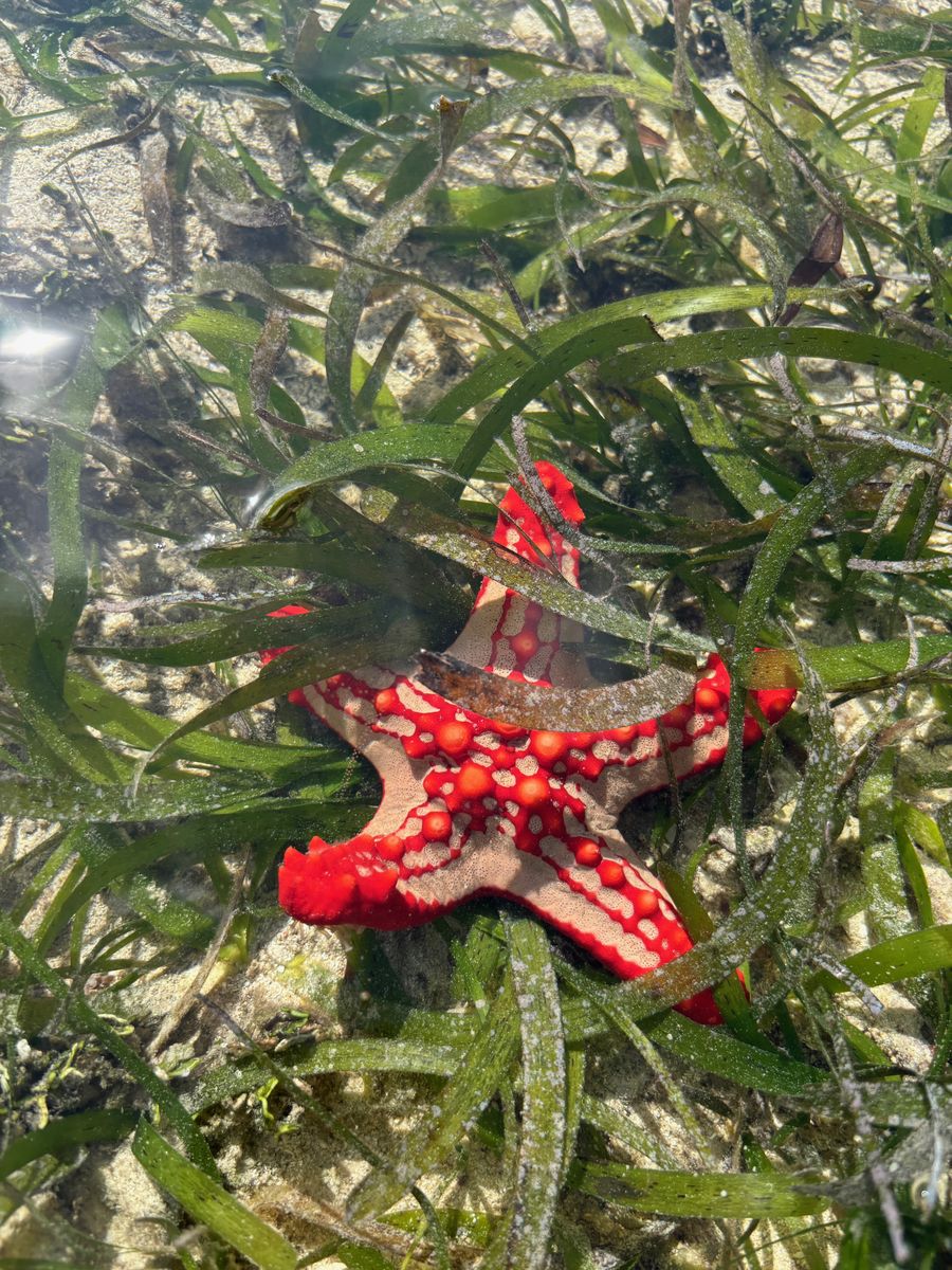 Diani Beach starfish