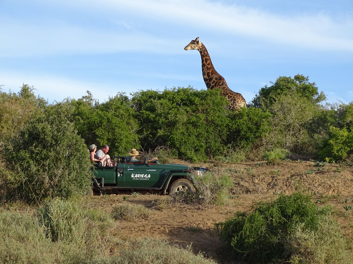 Game Drive Kariega