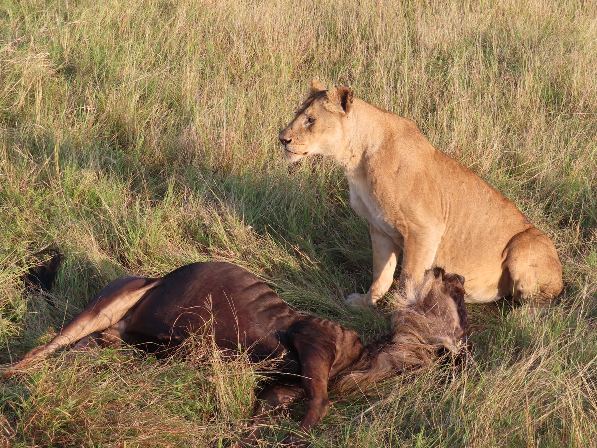 Serengeti lion and gnu