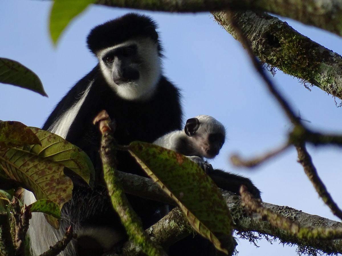 Bigodi black white colobus