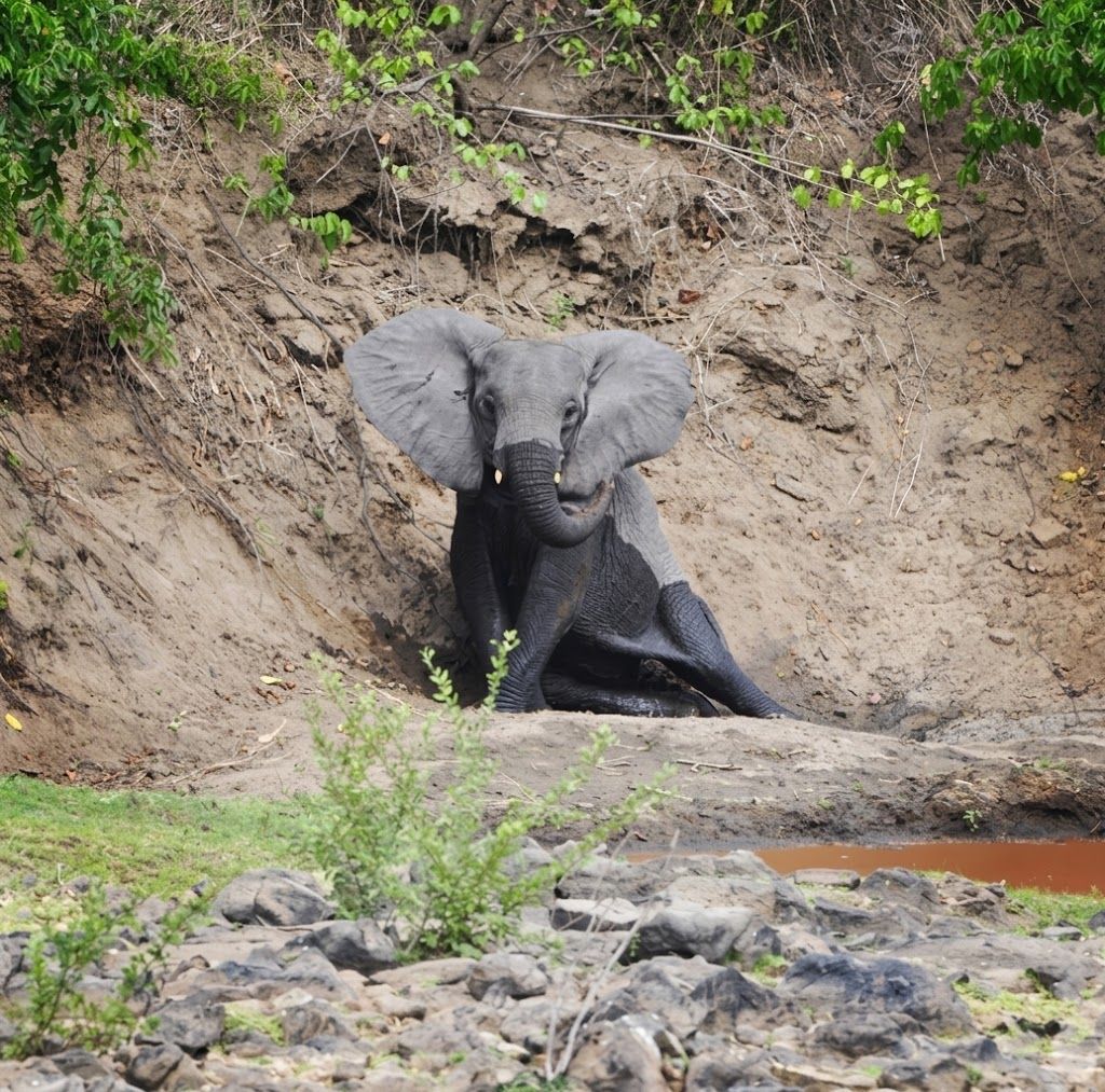 Nkhotakota elephant