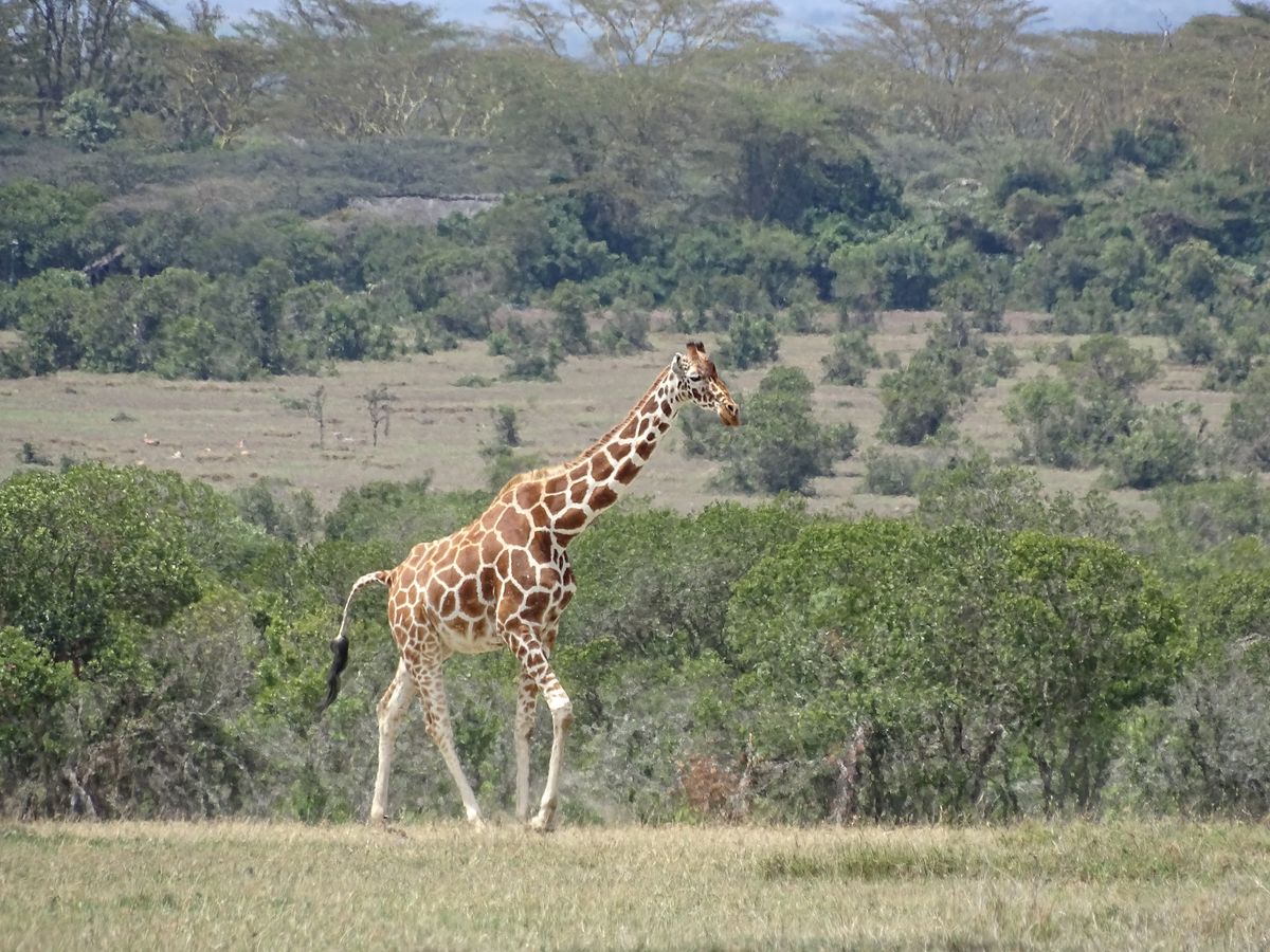 Laikipia giraffe