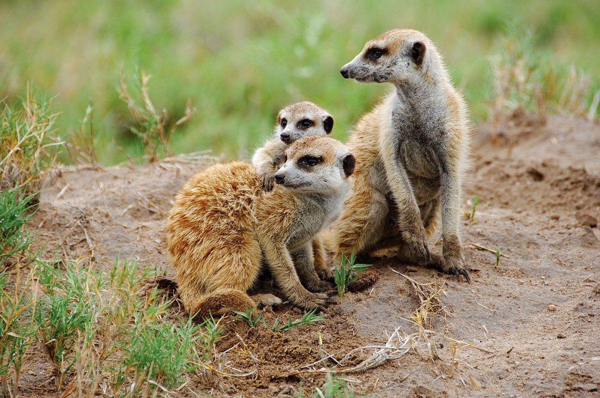 CKGR meerkats