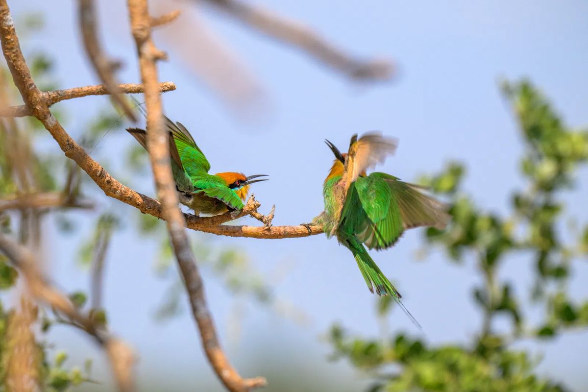 Nyerere bee-eaters