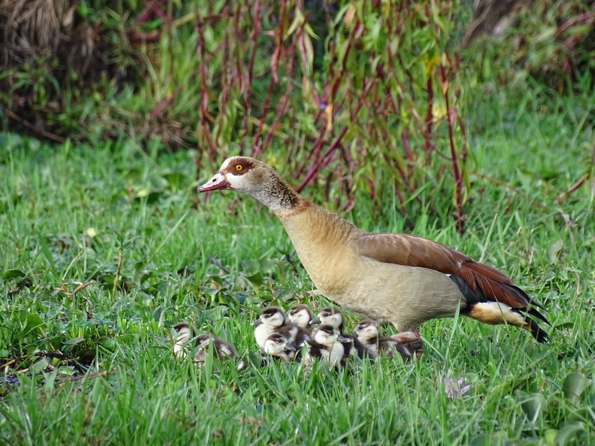 Lake Naivasha egyptian goose family