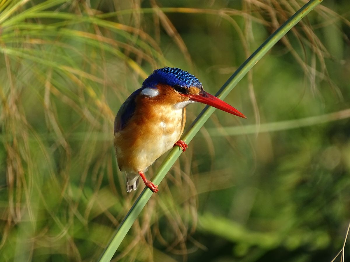 Okavango Kingfisher