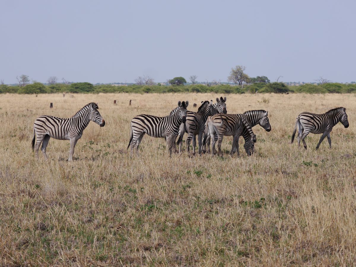 Mudumu zebras